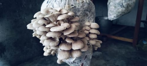 Oyster Mushroom Cultivation Using Large Cardamom Residue: A Waste to Wealth Innovation by KVK Anjaw Large cardamom is a major cash crop of Anjaw district and forms the backbone of livelihood security for a large number of farming households. For decades, the crop has provided a stable source of income in the hill ecosystem of the district. However, in recent years, the productivity of large cardamom has been steadily declining due to multiple factors such as aging plantations, increased incidence of pests and diseases and growing climatic variability which has not only resulted in reduced farm income but has also led to the accumulation of large quantities of large cardamom residues. Traditionally, these residues were left unused in the field, burnt after harvest or occasionally used as mulching material. Recognizing both the challenges and the untapped opportunity into a productive resource, KVK Anjaw successfully established and validated a novel technology on oyster mushroom cultivation using large cardamom residue as substrate, marking the first successful attempt of its kind. This intervention represents a significant scientific and practical breakthrough as the use of large cardamom residue for oyster mushroom cultivation has not been reported earlier. The technology involved the utilization of dried large cardamom stalks and residues as an alternative substrate for cultivating oyster mushroom (Lentinus sajor-caju formerly known as Pleurotus sajor-caju and Pleurotus ostreatus) through a low-cost bag cultivation method both in summer and winter season respectively. Under systematic experimentation and close technical supervision by KVK scientists, the trial produced encouraging results. The large cardamom substrate supported healthy mycelial growth, timely fruiting and yields comparable to those obtained from conventional substrates such as paddy straw. The cropping cycle was short, allowing quick returns and the production process was simple and farmers’ friendly. Following the successful trial, the technology was demonstrated in farmers’ fields, where it generated keen interest among the farming community. As part of technology dissemination, training cum demonstration programmes were organized at different villages of the district, with special focus on rural youth and farm women. Participants were provided hands-on training on substrate preparation, spawning, crop management, harvesting and basic hygiene practices to adopt the technology at the household level. The technology has enabled effective value addition to large cardamom waste, reduced residue burning and promoted environmentally sustainable farming practices. At the same time, it has opened up a new avenue for income generation, livelihood diversification and nutritional security, particularly for women and youth. Overall, the successful establishment of oyster mushroom cultivation using large cardamom residue by KVK Anjaw stands as a pioneering model of waste to wealth innovation in hill agriculture. The technology holds strong potential for scaling up and contributing to sustainable and resilient farming systems in Anjaw district and other hilly locations of the regions.