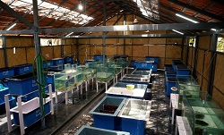 Exploring Captive propagation of marine ornamental shrimps at Lakshadweep: Technology innovation by the ICAR-NBFGR