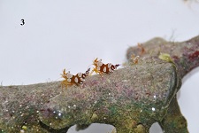 Exploring Captive propagation of marine ornamental shrimps at Lakshadweep: Technology innovation by the ICAR-NBFGR