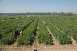 An unprecedented Initiative and Study led by Prof. K.C. Bansal, Former Director, ICAR-NBPGR appears on Cover Page of Prestigious Journal - Crop Science, 2020