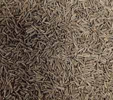 Cumin Variety