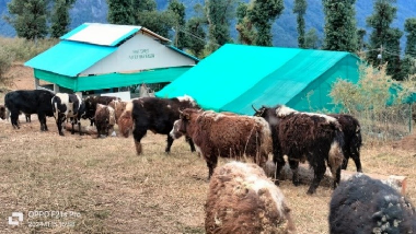 ICAR Develops and Evaluates Yak Shelters for Semi-Intensive Rearing in Arunachal Pradesh