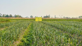 Redefining Onion Cultivation in Manipur: The Success Story of Arka Kalyan