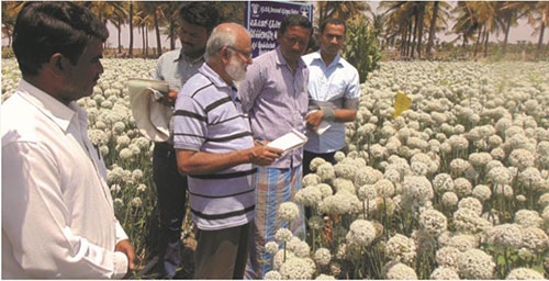 onion-ss-02-05-2018-s