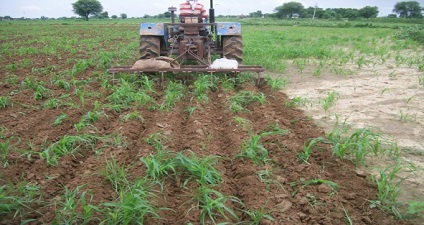 Laser levelling along with ridge furrow in standing pearl millet for getting higher yield and income