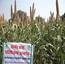 उच्च उपज तथा आय प्राप्त करने के लिए खड़े बाजरे में रिज फरो के साथ लेजर लेवलिंग