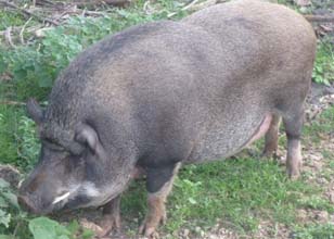 pig-01-23052014_0.jpg