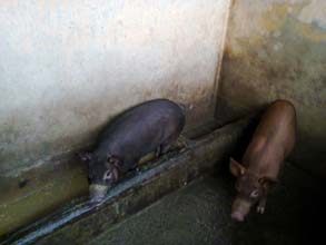 pig-02-23052014.jpg