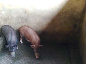 pig-03-23052014