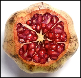 Kargil’s ‘Suii’ farmer pomegranate variety granted protection under PPV&FRA Act, 2001