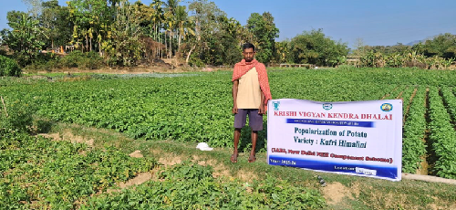 Improved Potato Variety Boosts Yield by 26.85% for Tripura Farmer with ICAR–IARI Support