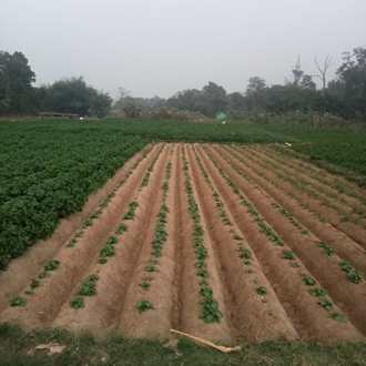 Improved Potato Variety Boosts Yield by 26.85% for Tripura Farmer with ICAR–IARI Support