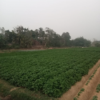 Improved Potato Variety Boosts Yield by 26.85% for Tripura Farmer with ICAR–IARI Support
