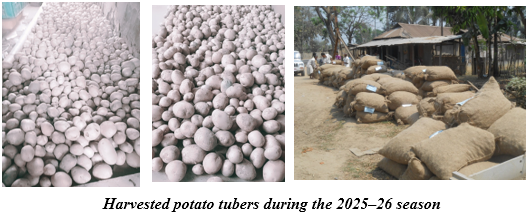 Improved Potato Variety Boosts Yield by 26.85% for Tripura Farmer with ICAR–IARI Support