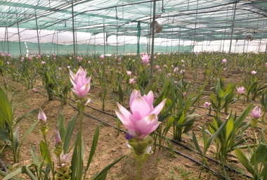 Agri–Horti–Livestock Based Integrated Farming System: A Pathway to Higher Farm Profitability for Tribal Farmers in Mizoram