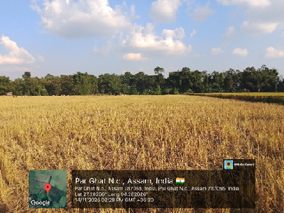 From Rice Fallow to Rabi Prosperity: How a Young Farmer in Assam Turned Idle Land into an Income Opportunity
