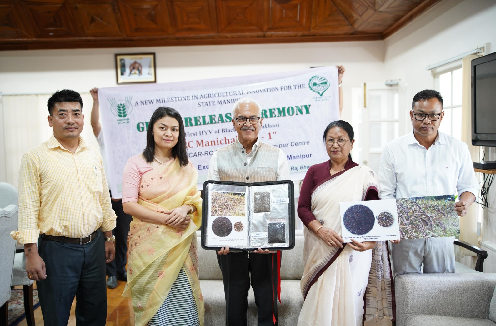 ICAR Manipur Centre Releases India’s First High-Yielding Semi-Dwarf Black Rice Variety ‘RC Manichakhao-1’