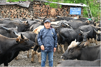 Semi-Intensive Mithun Farming in Porba, Phek, Nagaland: A Game Changer Enterprise