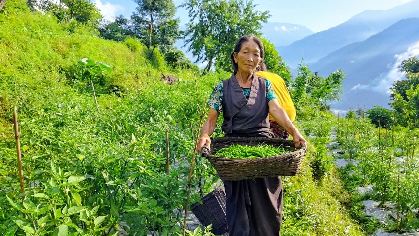 Red Gold in the Lepcha Heartland: A Success Story of Organic Chilli Cultivation in Sikkim Himalaya