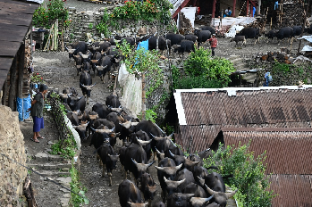 Semi-Intensive Mithun Farming in Porba, Phek, Nagaland: A Game Changer Enterprise