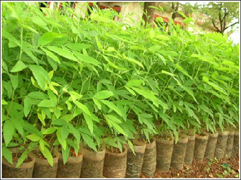 Transplanting Technology: Unlocking the Yield Potential of Pigeonpea through a Sustainable and Resource-Efficient Approach in Bidar District
