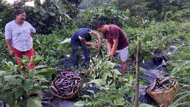 Organic Brinjal Cultivation Enhances Livelihoods of Tribal Lepcha Farmers in North Sikkim