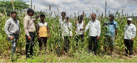Satara Farmers Reap Success with Biofortified Pearl Millet for Nutrition and Livelihood Security
