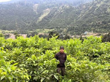 Turning Passion into Prosperity: The Walnut Success Story of Shri Suneel Singh with ICAR-CITH, Srinagar