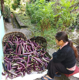 Organic Brinjal Cultivation Enhances Livelihoods of Tribal Lepcha Farmers in North Sikkim