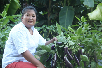 Organic Brinjal Cultivation Enhances Livelihoods of Tribal Lepcha Farmers in North Sikkim