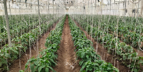 Protective Cultivation in Polyhouse: A Success Story of Coloured Capsicum Production