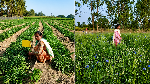 From a Small Beginning to a Women-Led Herbal Enterprise: The Sita Herbal Farm Story