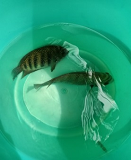 ss-braksewater-405112020