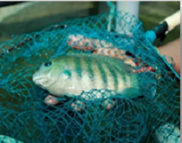 ss-braksewater1-05112020