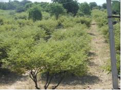 ss-cazri-31-01-2013-2