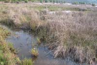 ss-ciari-12-11-2015-1