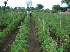 ss-kvk-ujjan-06-05-2013-6