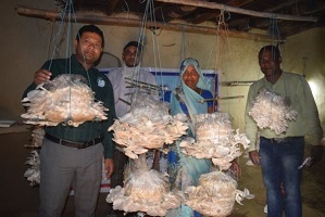 FPO based training to marketing model for sustainability of Mushroom production by women group at Varanasi: An ICAR-IIVR ingenuity