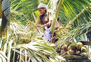 ss-polllinator--3-04-2013