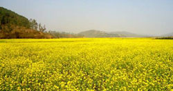 ss-zero-tillage-RM-13-08-2012-1