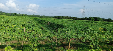 From Fragmented Farming to Tech-Enabled Vegetable Clusters: A Policy Model for SC Farmer Empowerment