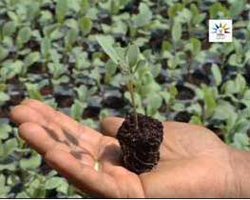 sucess-story-Quality-Seedlings1