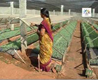 sucess-story-Quality-Seedlings5