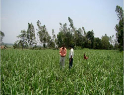 sucess-story-sugarcane-dehradun-3_0.jpg