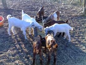 sucessstory_goat_clip_image002