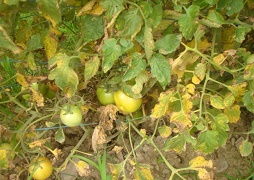 tomato-010-28112018_0.jpg
