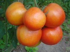 tomato-04-28112018