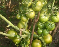 tomato-07-28112018