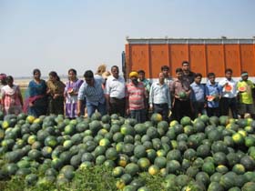 watermelon-0226032014