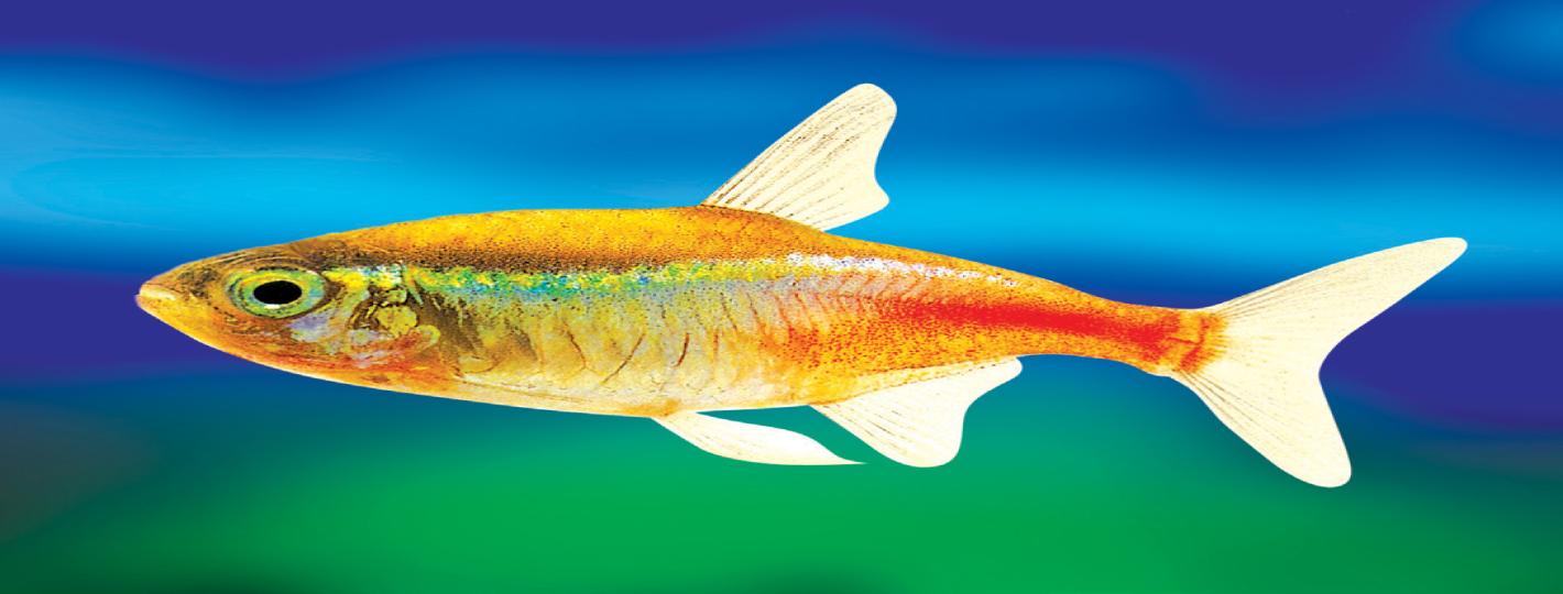 93b-Neon-tetra-Fish.jpg (